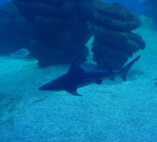 Palma Aquarium