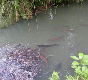 Riesenwelse in der Catfisch Farm