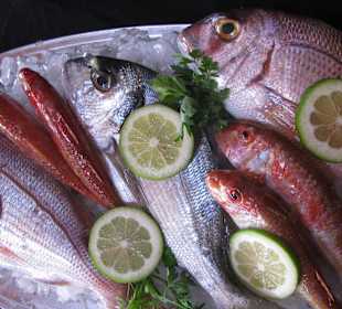 Frischer Fisch im FAROS