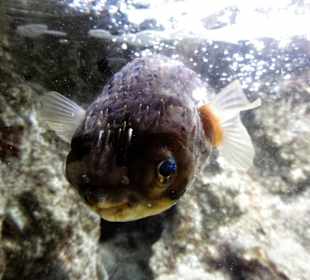 Blick in die Aquarien