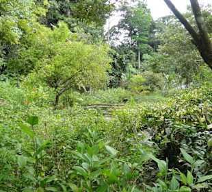 Poring Hot Springs - Schmetterlingsgarten