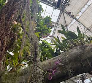 Botanischer Garten in Washington 