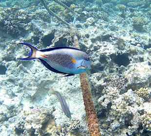 Beim Schnorcheln fotografiert