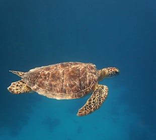 Schildkröte