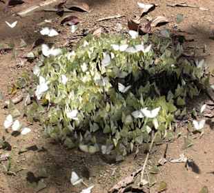 Schmetterlinge in Khao Sok