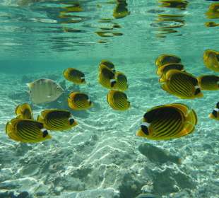 Schwarm Tabak-Falterfische am Carnelia Beach Resort