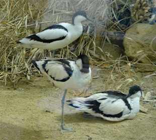 Rundgang im Tierpark