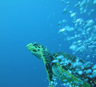 Turtle