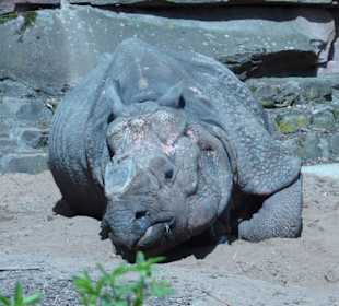 Panzernashorn