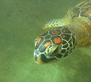 Tourguides Eddy Murphy