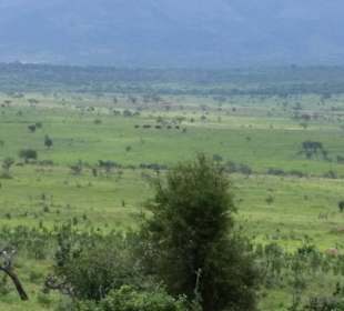 Sarova Salt Lick Game Lodge