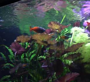 Tierpark Hellabrunn - Fische