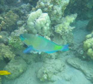 Unterwasser - Hotel Premier Le rêve