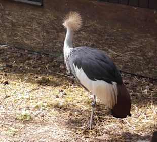 Weltvogelpark Walsrode