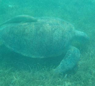 Schnorcheln Soma Bay