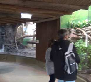 Südamerika Bereich - Jaguarhaus