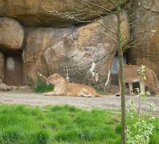 Löwen / Tiger