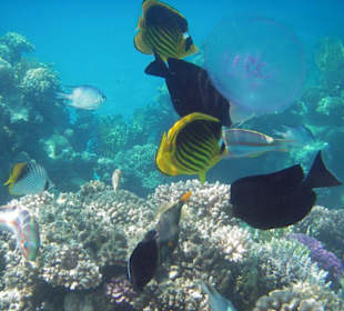 Bunte Fische und Qualle