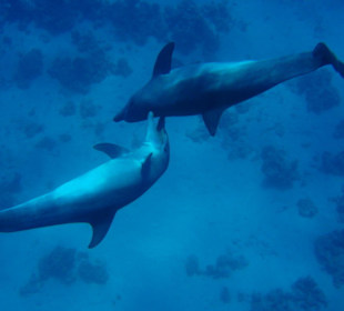 Spiel.- und Kuschelzeit