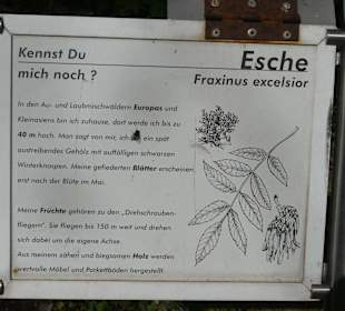 Esche