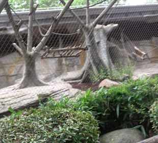 Tierpark Hellabrunn - Welt der Affen