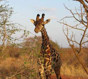 Giraffe im  Tsavo Ost