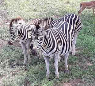 Wir können KEIN Wässerchen trüben