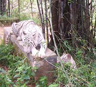 Weißer Tiger mit Jungtier