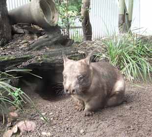 Zoobesuch bei Brisbane