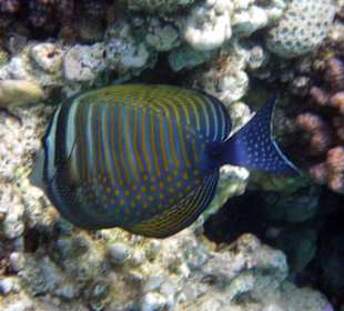 Unterwasserwelt Hausriff Hotel Fort Arabesque