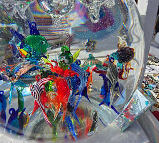 Glasfische 