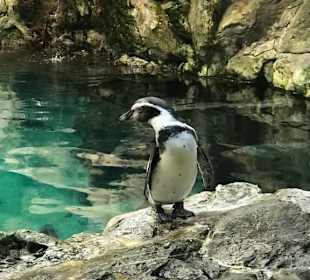 Pinguin Anlage im Loro Park.