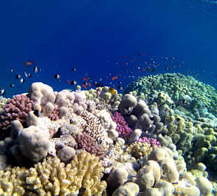 Am wunderschönen Hausriff