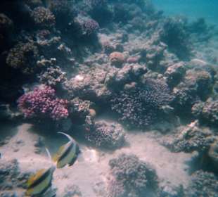 wunderbare Unterwasserwelt