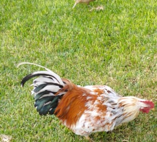 Markthalle Puerto de la Cruz