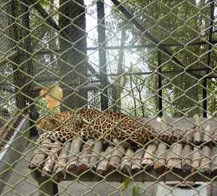 Padmaja Naidu Himalayan Darjeeling Zoo