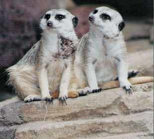 Erdmännchen im Zoo