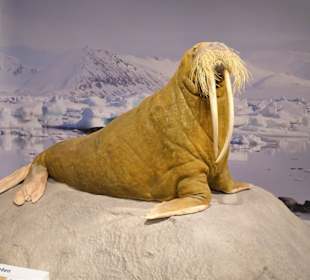 Rundgang durch das Zoologische Museum