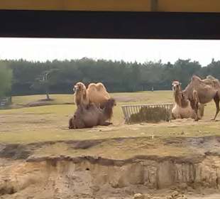 Im Safaripark