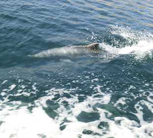 Delphine in Khasab bei einer Dhaufahrt