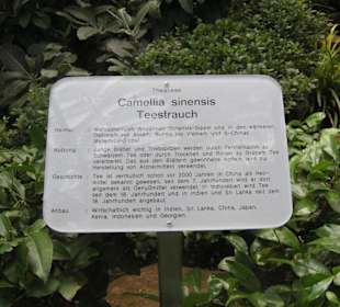 Hinweis auf den Teestrauch