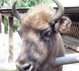 Wildparkimpressionen