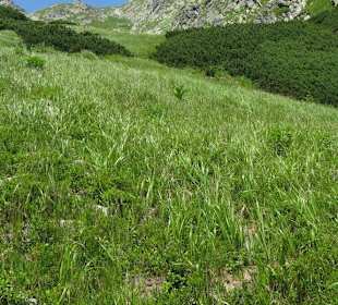 Krzyzne, Polske Tatry