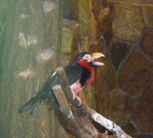 Weltvogelpark Walsrode