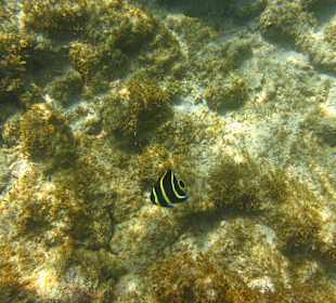 Kaiserfisch