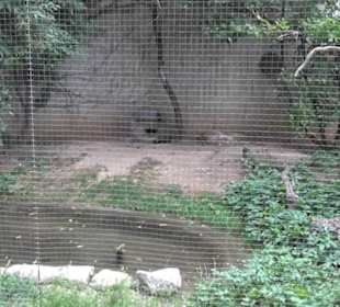 Vogelfreifluggelände