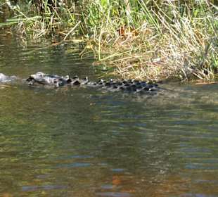 Everglades Safari Park