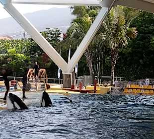 Loro Parque 