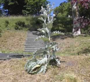 Parkanlage Planten un Blomen