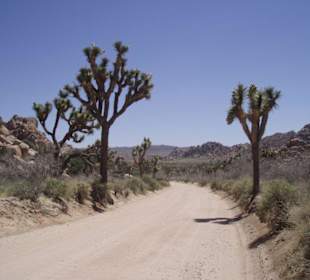 Joshua Tree N.P.
